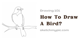 blog/How_To_Draw_A_Bird.webp