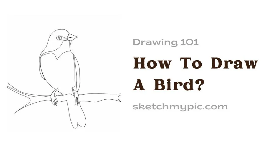 sketchMyPic | How to Draw a Bird: A Step-by-Step Guide