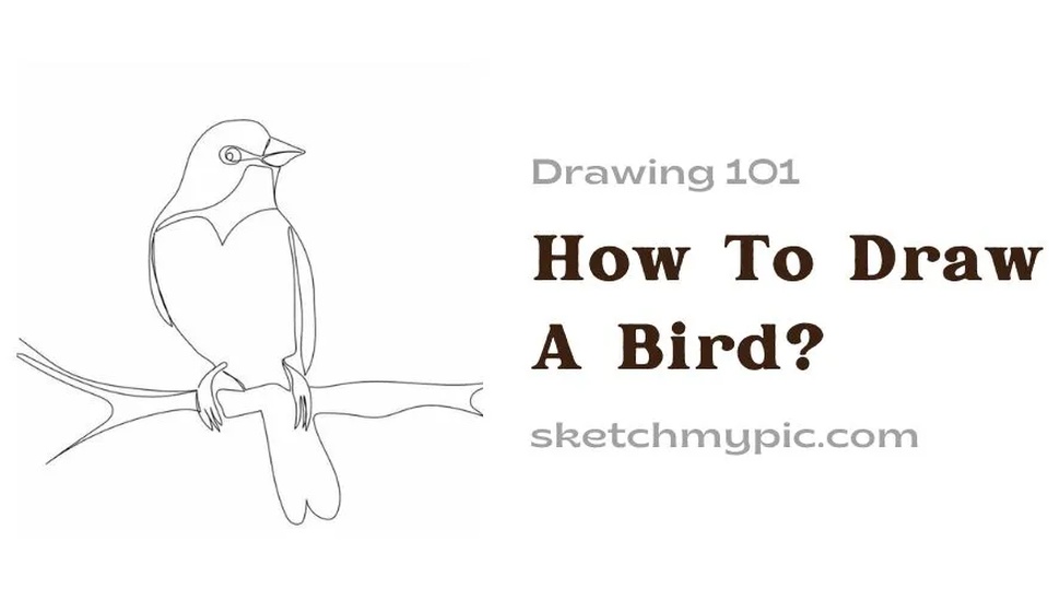 blog/How_To_Draw_A_Bird.webp