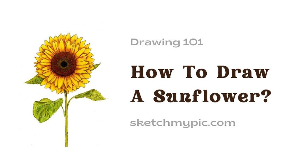 blog/How_To_Draw_A_Sunflower.jpg