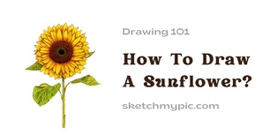 blog/How_To_Draw_A_Sunflower.jpg